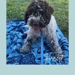 Forrest - Brown roan male Lagotto Romagnolo puppy in Salida, California from Harper's Lagotti