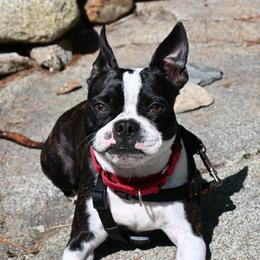 Monroe - Boston Terrier