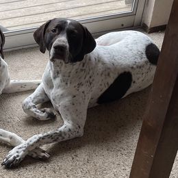 Ranger - German Shorthaired Pointer