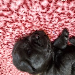 Labrador Retriever Puppies from Silver Birch Labrador Retrievers