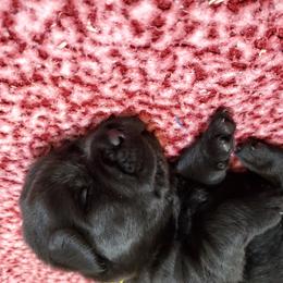 Labrador Retriever Puppies from Silver Birch Labrador Retrievers