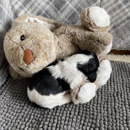 Cavalier King Charles Spaniel Puppies from Colorful Cavaliers