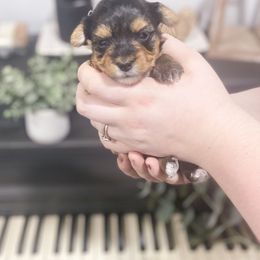 Yorkshire Terrier Puppies from Elaine’s Pup Co.