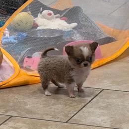 Fredrick ( charting to be maybe 3 pounds) - Chocolate blue male Chihuahua puppy in East Syracuse, New York from Blissful’s Chihuahuas