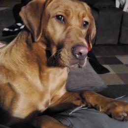 Macy - Labrador Retriever