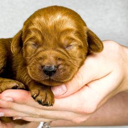 Goldendoodles and Labradoodles from Kurly K’s Doodles