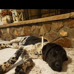 DASH - German Shorthaired Pointer