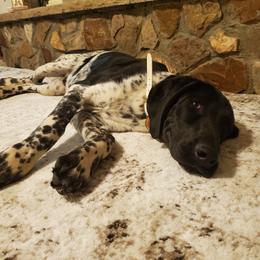 DASH - German Shorthaired Pointer