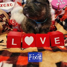 Fixit - Blue male German Shepherd puppy in Los Lunas, New Mexico from Mali's German Shepherds LLC