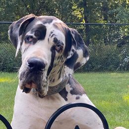 ZSA ZSA  - Great Dane