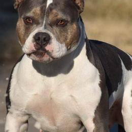 American Bullies from Rising River Bullies