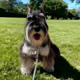 Fin - Miniature Schnauzer