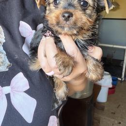 Scarlett Rose - Black and tan female Yorkshire Terrier puppy in Cameron, Oklahoma from Jane’s Yorkies