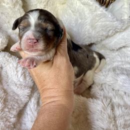 Girl 4 - female Bernedoodle puppy in Superior, Arizona from Mountain Bridge Doodles