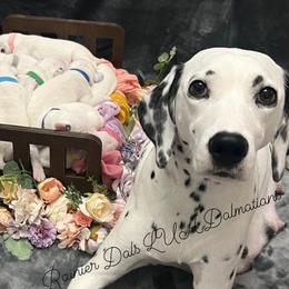 Dalmatian puppies from Rainier DALS LUA Dalmatians
