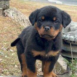 Boy 1 - Black and mahogany male Rottweiler puppy in Smyrna, Georgia from HYIQ