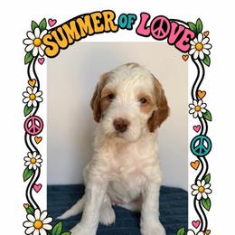 Lucy - Cream female Goldendoodle puppy in Frostproof, Florida from Lover Dover Doodles