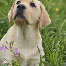 Labrador Retriever Puppies from Eternity Labradors