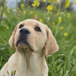 Labrador Retriever Puppies from Eternity Labradors