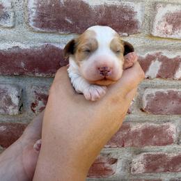 Boy 1 - Blenheim male Cavapoo puppy in Roseville, California from Lipscomb Doodles