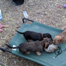 Dachshund Puppies from Grand River Dachshunds