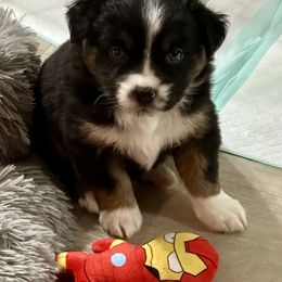 Holly Christmas - Black tri female Miniature Australian Shepherd puppy in Charlestown, Indiana from Forever Aussies and A Doodle