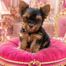 Juliet - Black and tan female Yorkshire Terrier puppy in Parma Heights, Ohio from ANGELHEARTS YORKIES and yorkie darlings