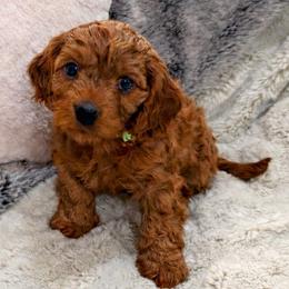 Cavapoo puppies from H&H Cavapoos
