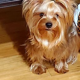 Sheyenne - Yorkshire Terrier
