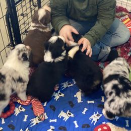 Aussiedoodle and Australian Shepherd Puppies from Double M Aussies