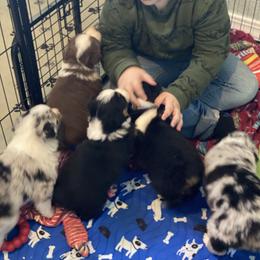Aussiedoodle and Australian Shepherd Puppies from Double M Aussies