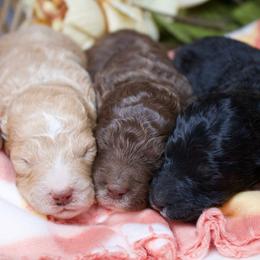 Male 2 - Red male Aussiedoodle puppy in Belgreen, Alabama from Scott’s Farm Poodles and Doodles