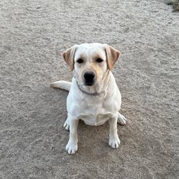 Stormy - Labrador Retriever
