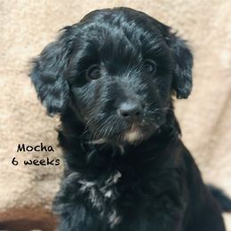 Mocha - Black and white female Aussiedoodle puppy in Mulino, Oregon from Korbella Farm