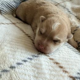 Eleanor - Merle female Pomsky puppy in Doon, Iowa from Luxury Pomsky