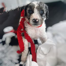 Assorted Doodle Crosses and Golden Aussiedoodle Puppies from Maria's Pups