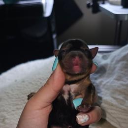 Peanut - Black and tan female Yorkshire Terrier puppy in Thornville, Ohio from My precious yorkies