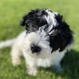 Tucker - Sheepadoodle
