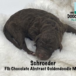 Boy 6 - Goldendoodle puppy in Franklin, Tennessee from Hey Doodle Doodle