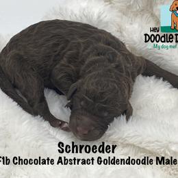Boy 6 - Goldendoodle puppy in Franklin, Tennessee from Hey Doodle Doodle