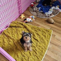 Yorkshire Terrier All Grown Up from rita piko