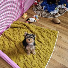 Yorkshire Terrier All Grown Up from rita piko