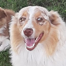 Fancy - Australian Shepherd