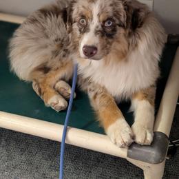 Miniature Australian Shepherd puppies from Wrenfalls Paradise