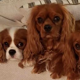 Cavalier King Charles Spaniels from 3rd Coast Cavaliers