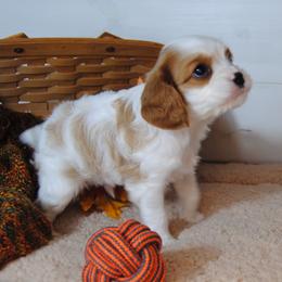 Bernie - Blenheim male Cavalier King Charles Spaniel puppy in Mountain Grove, Missouri from Dogwood & Sassafras Companions