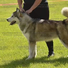 Zia - Alaskan Malamute