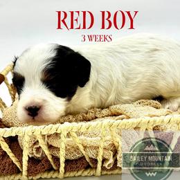 Red Boy - Tri-color male Cavapoo puppy in Travelers Rest, South Carolina from Bailey Mountain Doodles
