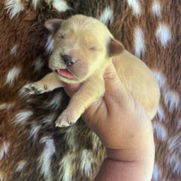 White collar - Golden female Golden Retriever puppy in Jesup, Georgia from Painted Platinum Retrievers (Painted Platinum Kennel) PPK