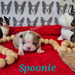 Girl 3 - Blue female Boston Terrier puppy in Griffin, Georgia from Celtic Kennel Bostons